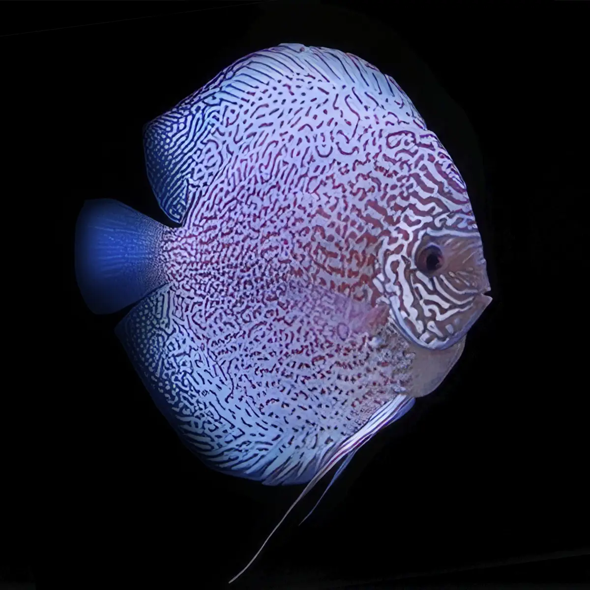 Pez Disco Leopard Blue Premium 7 cm