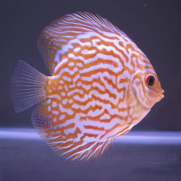 Pez Disco Stardust Premium 7 cm