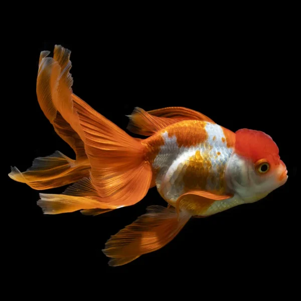 Oranda Bicolor Carassius Auratus