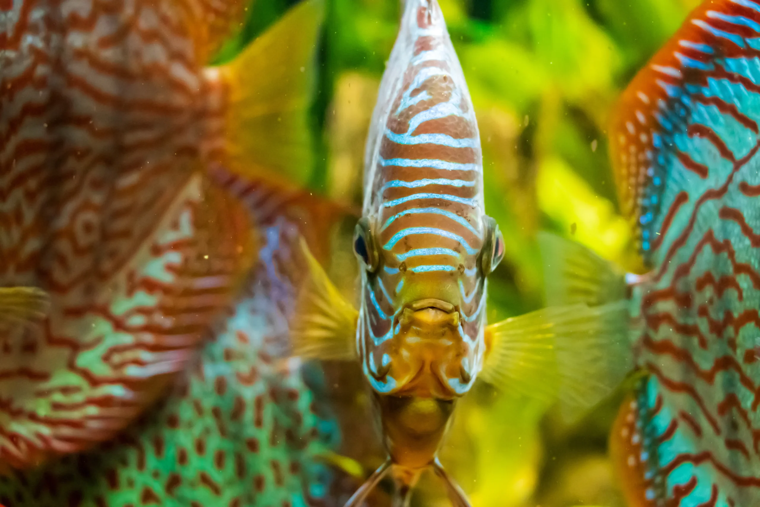 Comprar peces disco online