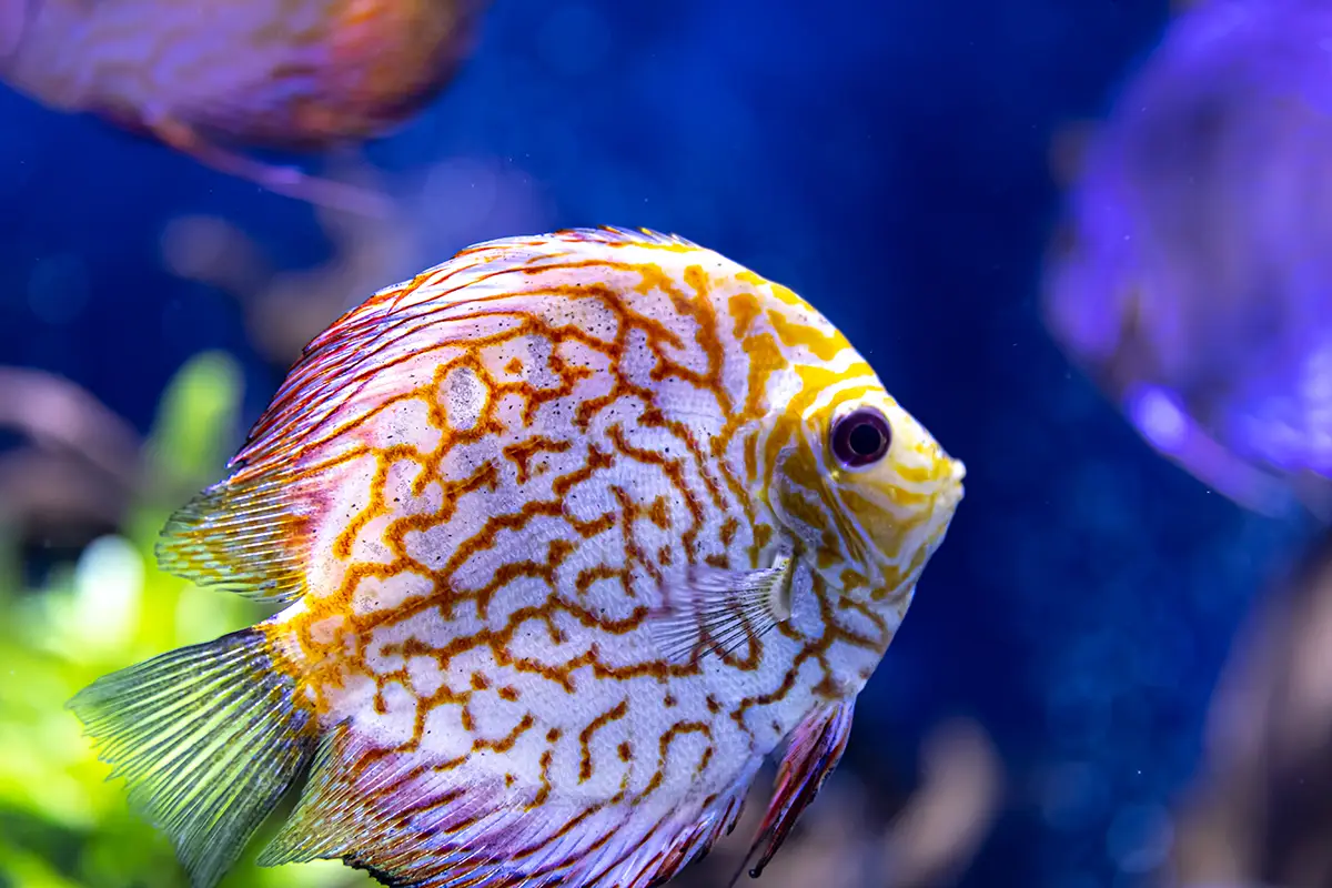Comprar peces disco online
