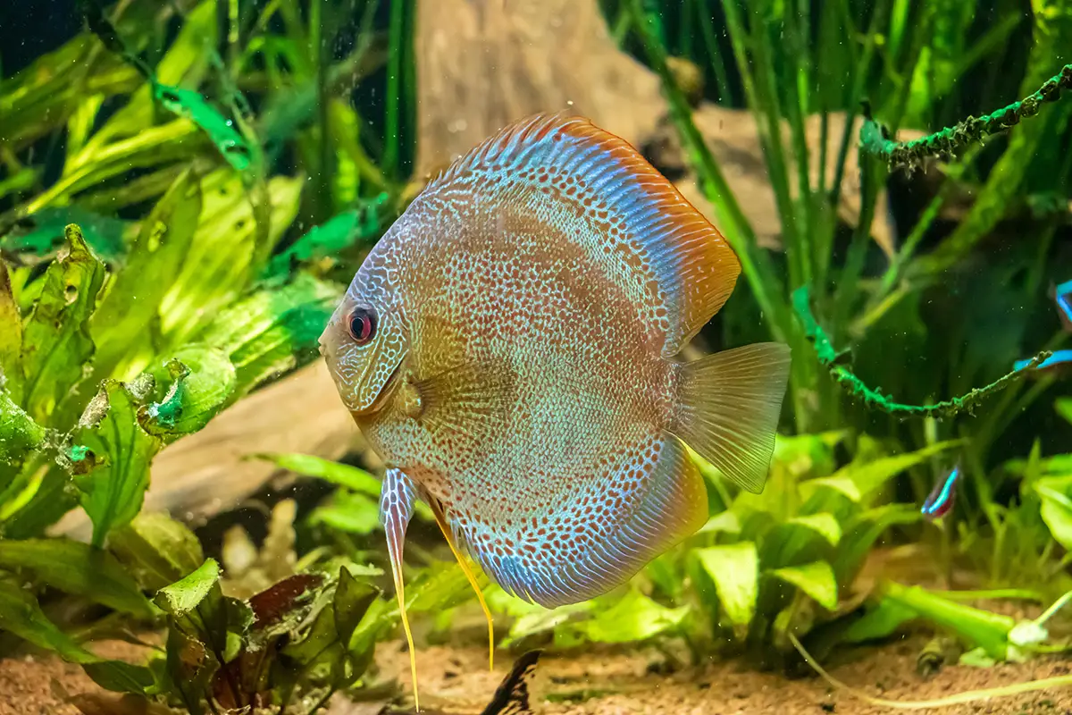 Comprar peces disco online