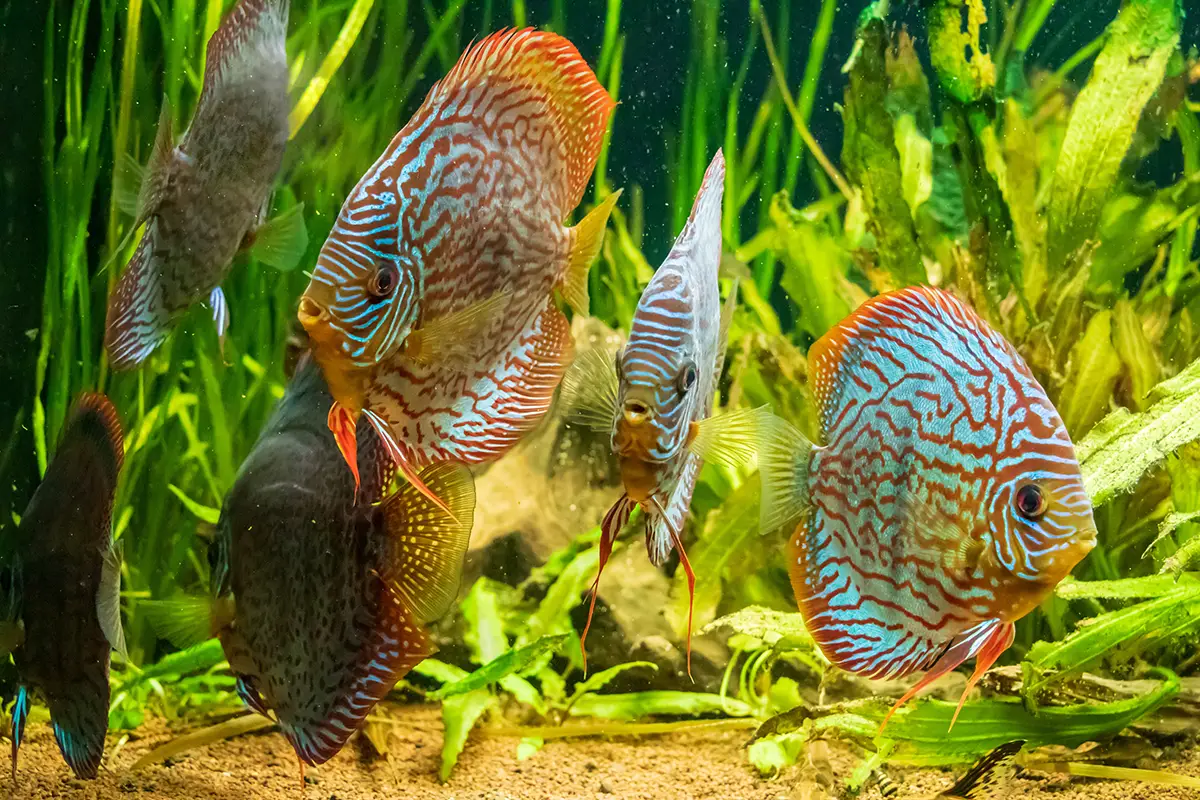 Comprar peces disco online