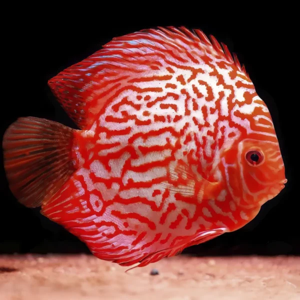 Pez Disco Stardust Red Snakeskin 7 cm.