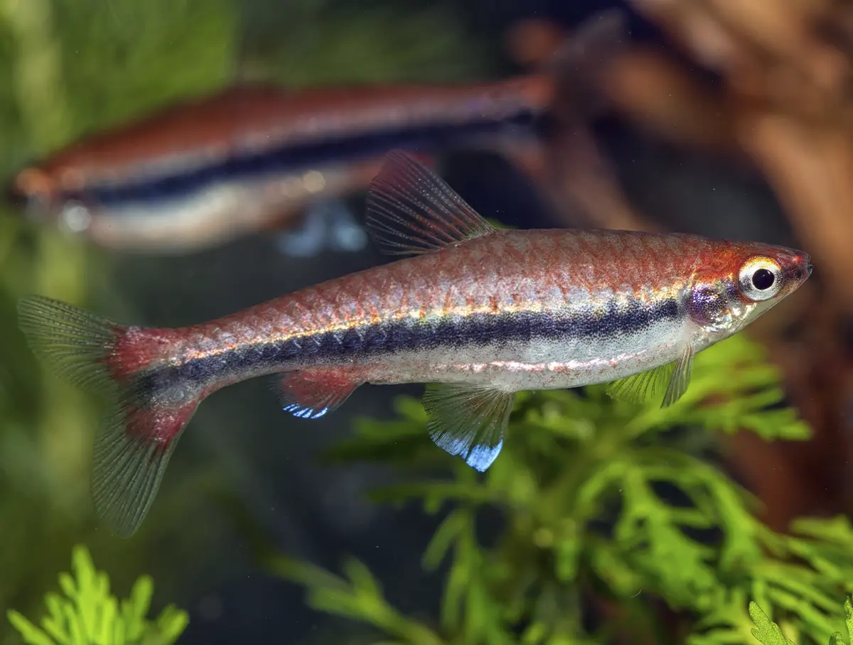 Crossocheilus siamensis