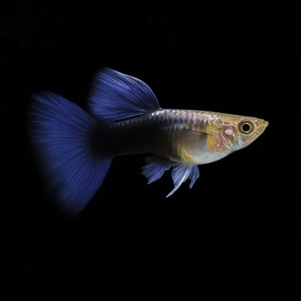 Guppy Macho Azul Metálico Neon