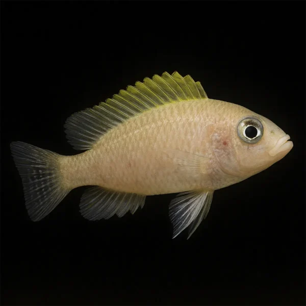 Neolamprologus Caudopunctatus