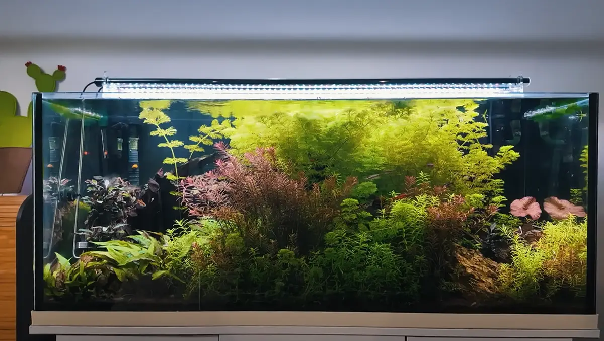 Transformación de un acuario plantado.