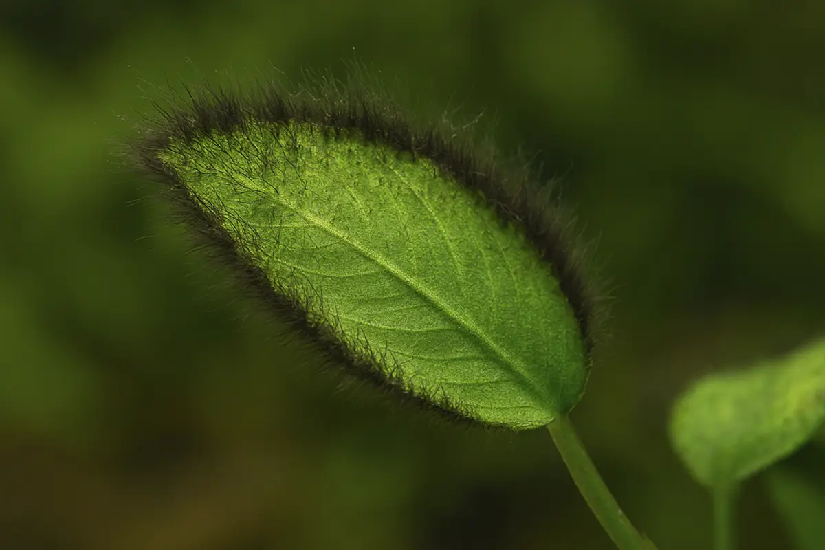 Alga barba