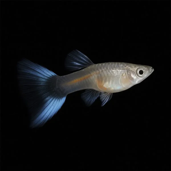 Guppy macho doble espada azul