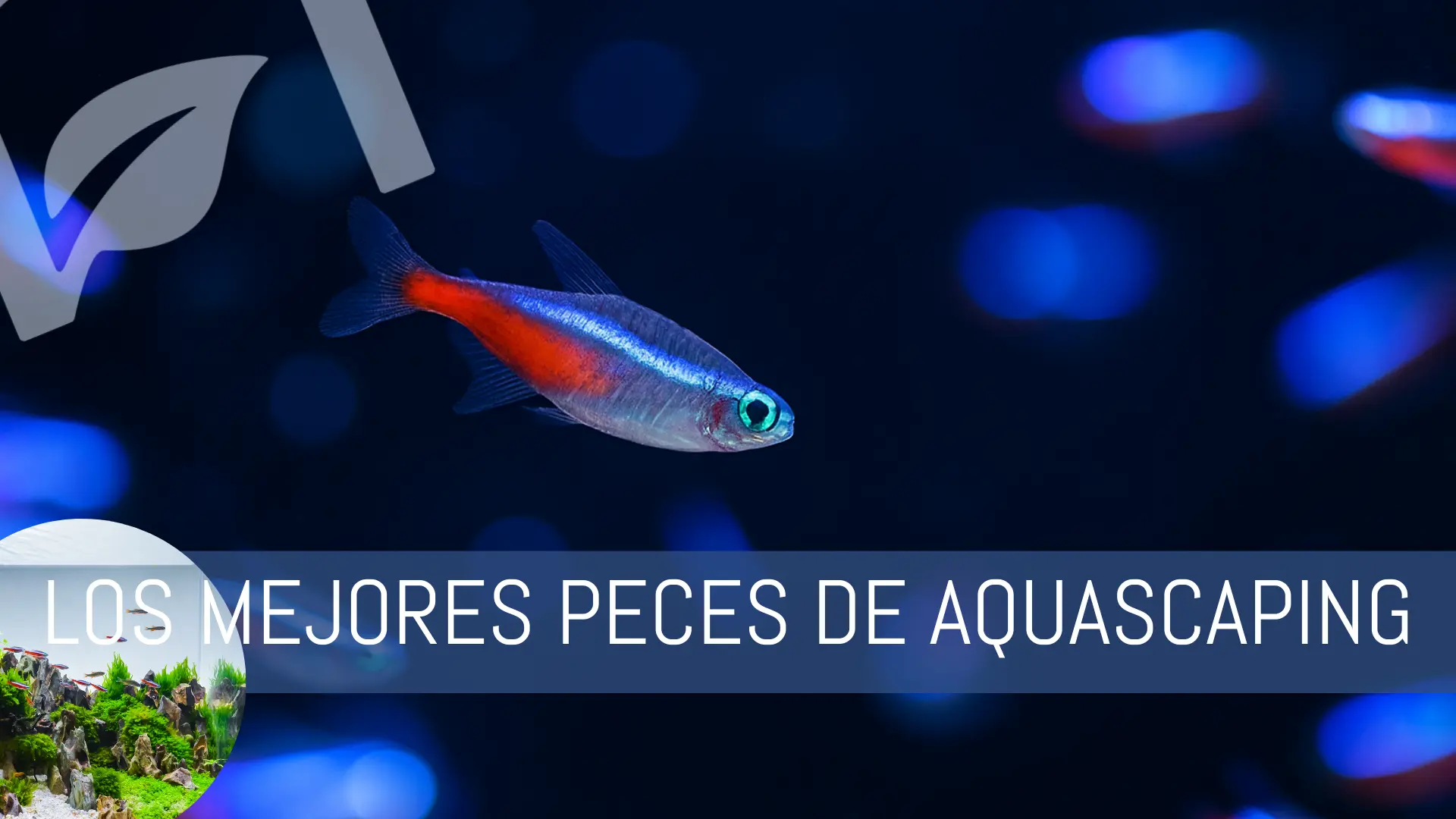 Los mejores peces de aquascaping en nascapers.es