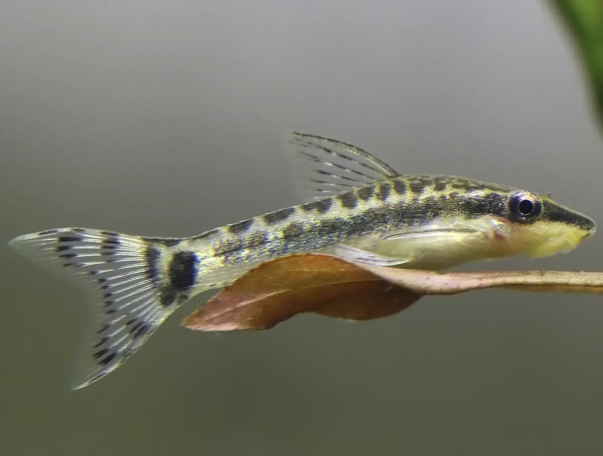 Otocinclus affinis