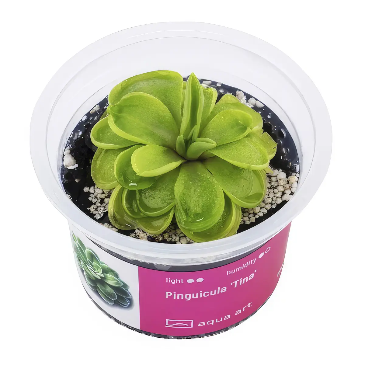 Pinguicula Tina