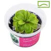 Pinguicula Tina
