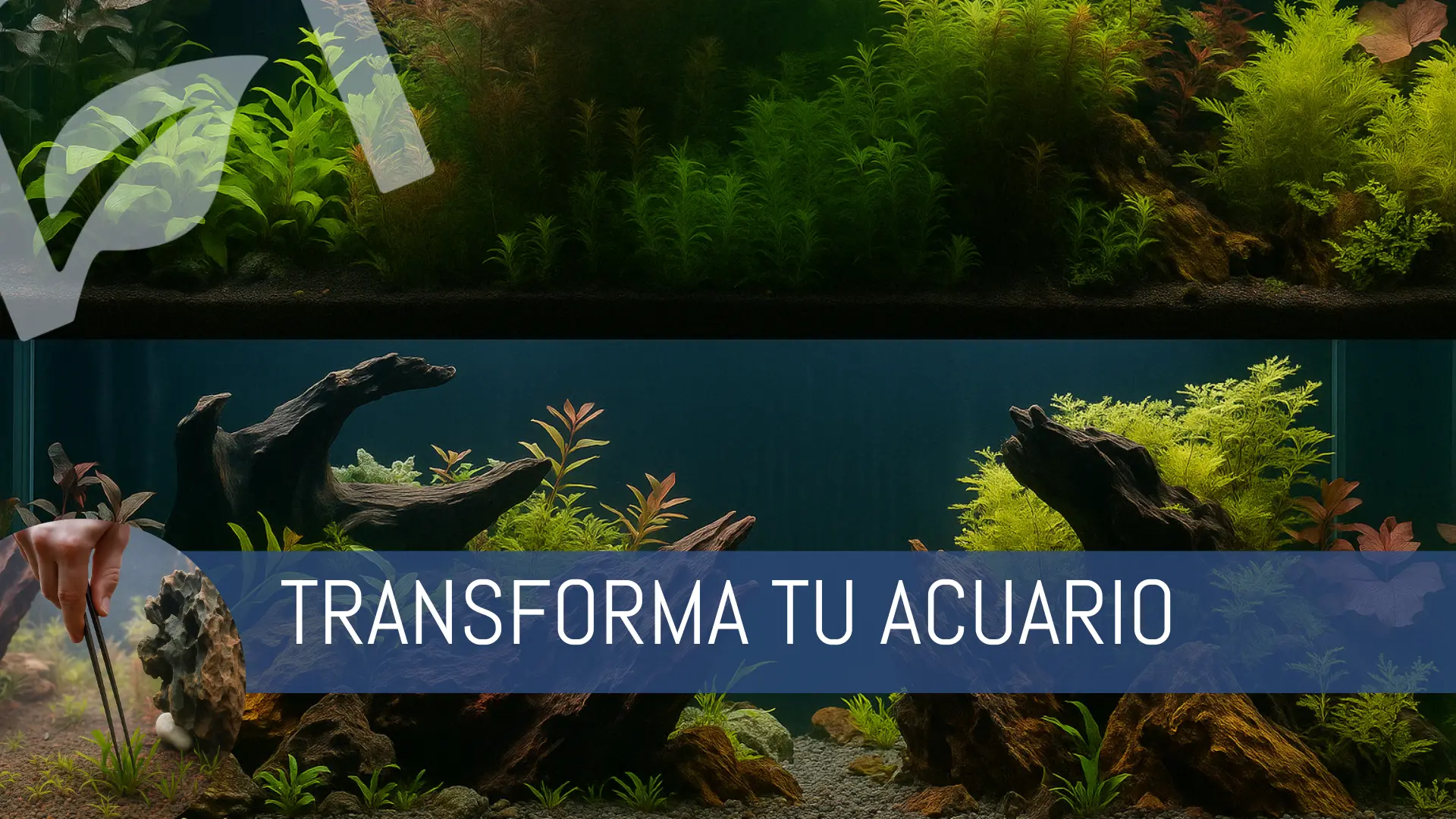 Transforma tu acuario plantado.
