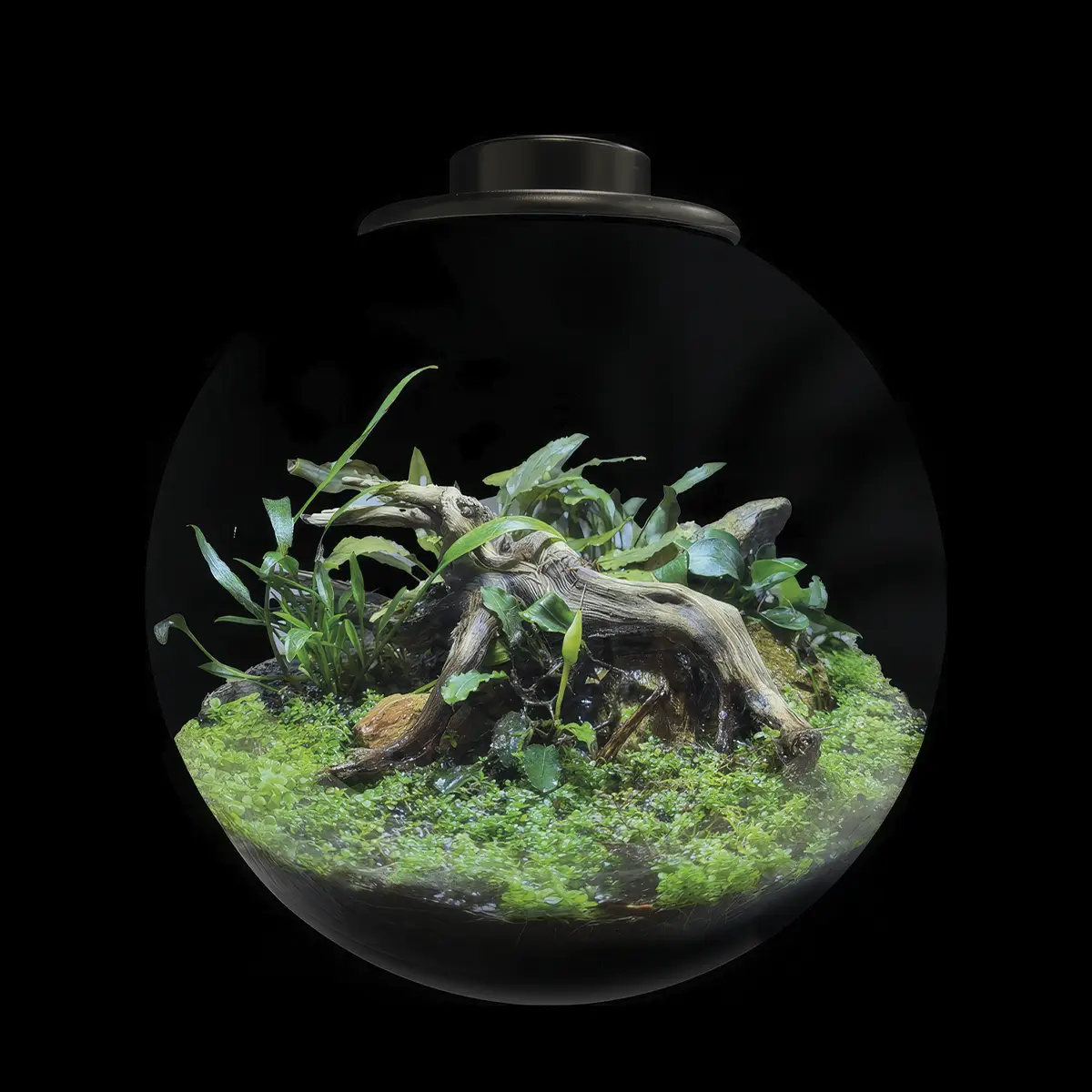 BioArt Bola 225 Black