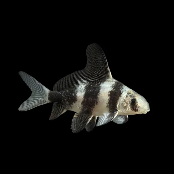 Myxociprinus Asiaticus