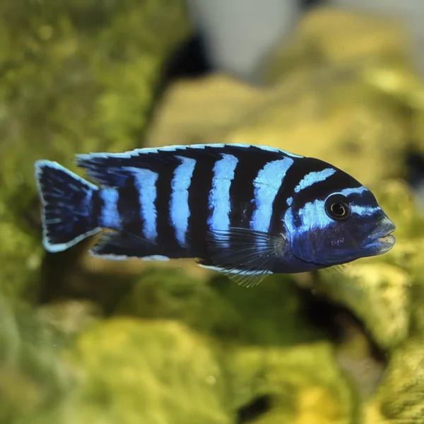 Pseudotropheus Demasoni