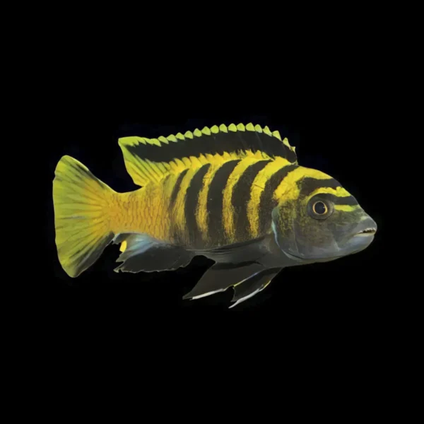 Pseudotropheus Flavus