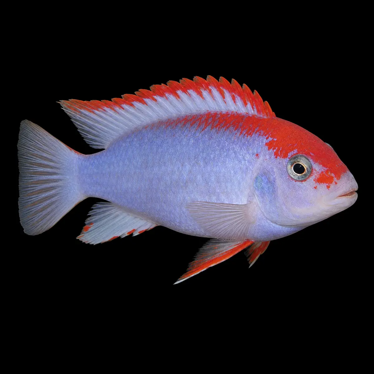 Pseudotropheus Red Top Ndumbi nascapers.es