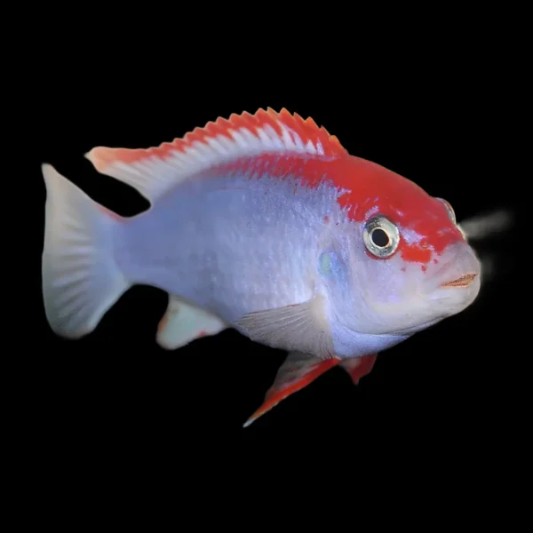 Pseudotropheus Red Top Ndumbi