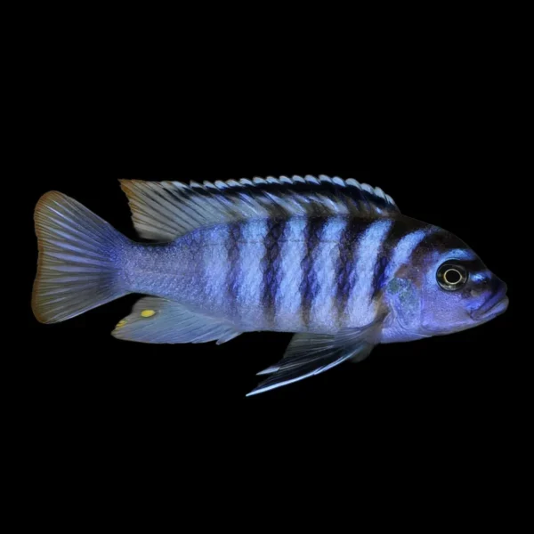 Pseudotropheus Zebra Azul Callainos