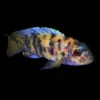 Pseudotropheus Zebra Calico OB