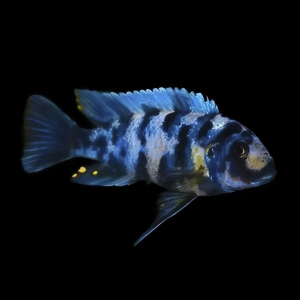 Pseudotropheus Zebra Calico OB Masinje Azul