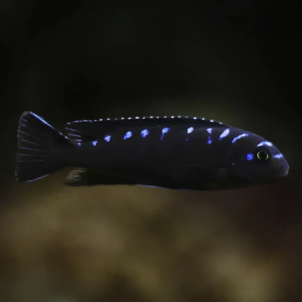 Pseudotropheus elongatus Neon Spot