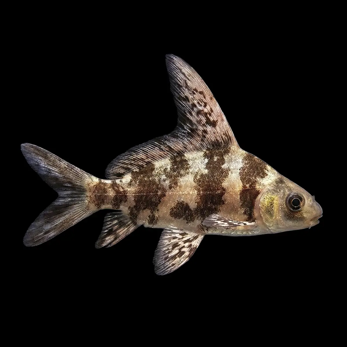 Tiburón Chino | Myxociprinus Asiaticus nascapers.es