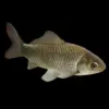 Carpín Marrón | Carassius Auratus
