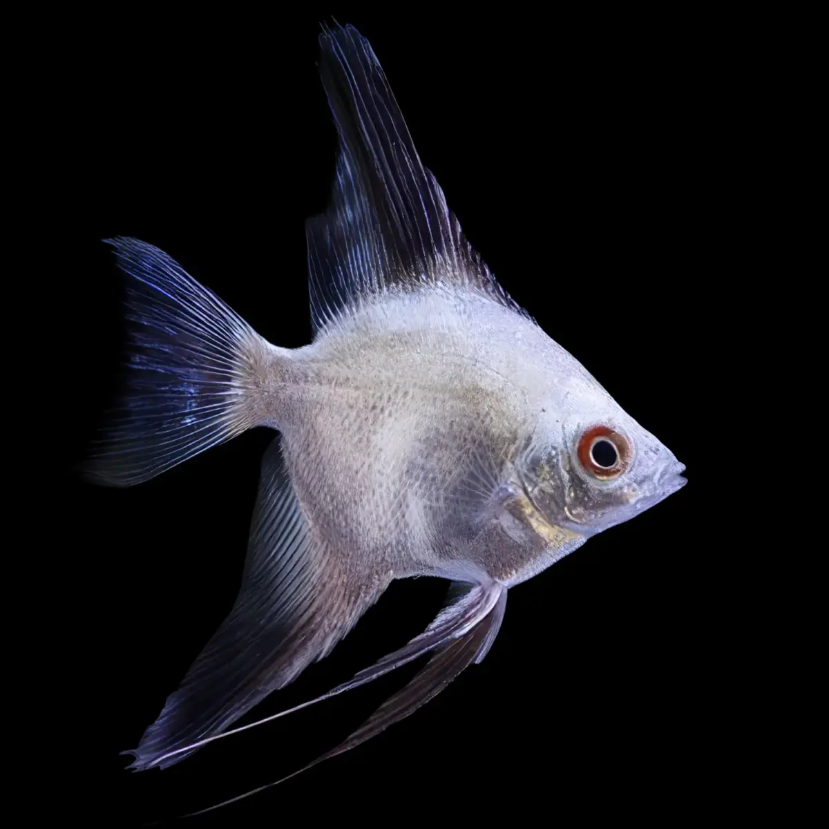 Escalar Bulgarian Pterophyllum scalare