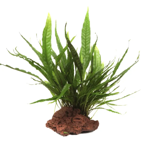 Microsorum Pteropus en roca