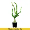 Planta madre XL Crinum thaianum