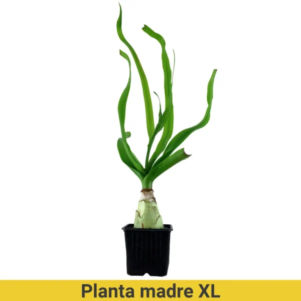 Planta madre XL Crinum thaianum