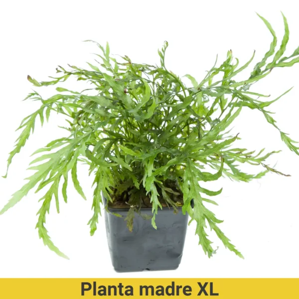 Planta Madre XL Bolbitis Heudelotii