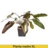 Planta Madre Echinodorus Ozelot XL Pot