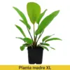 Planta Madre XL Pot Echinodorus X Barthii