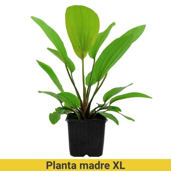 Planta Madre XL Pot Echinodorus X Barthii