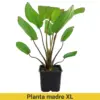 Planta Madre Echinodorus X Barthii