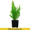 Planta Madre XL Pot Microsorum Pteropus