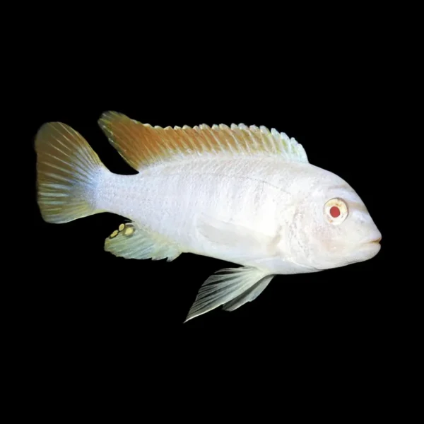 Pseudotropheus blanco nieve