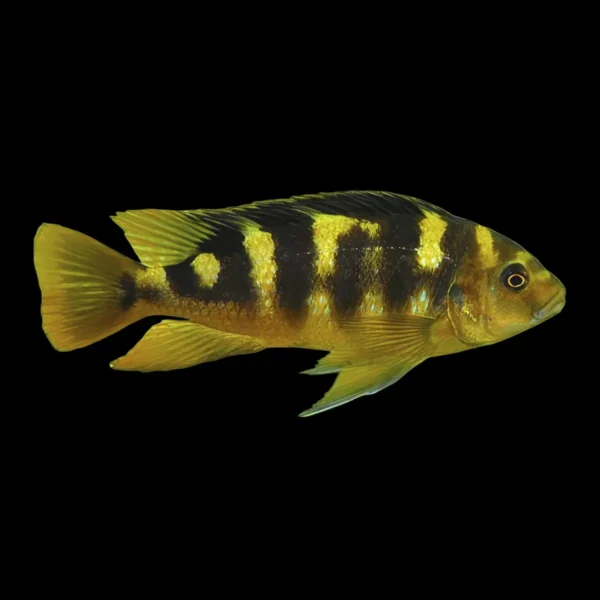 Pseudotropheus crabro
