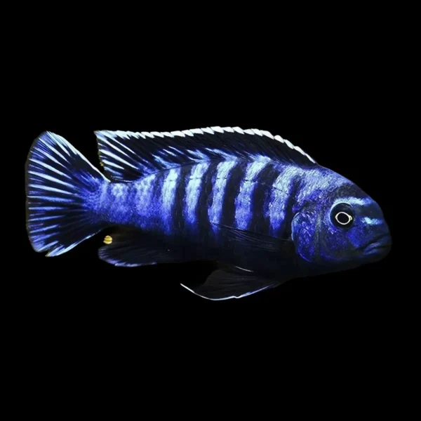 Pseudotropheus saulosi