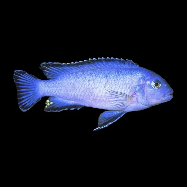 Pseudotropheus Socolofi