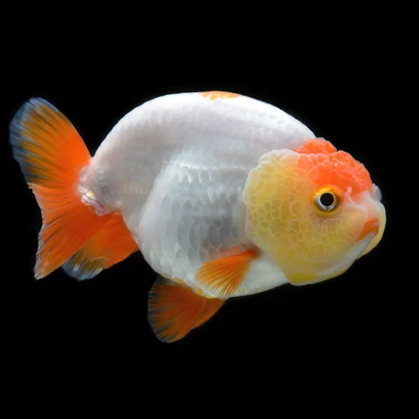 Ranchu Carassius Auratus