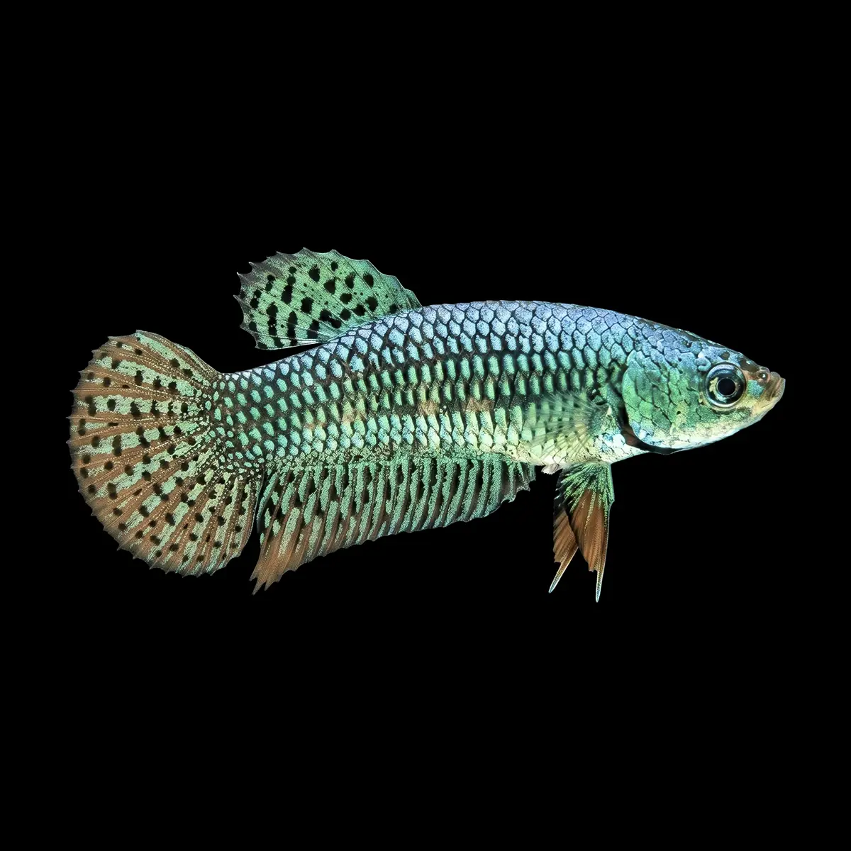 Betta Hembra Alien Hybrid | Betta splendens nascapers.es
