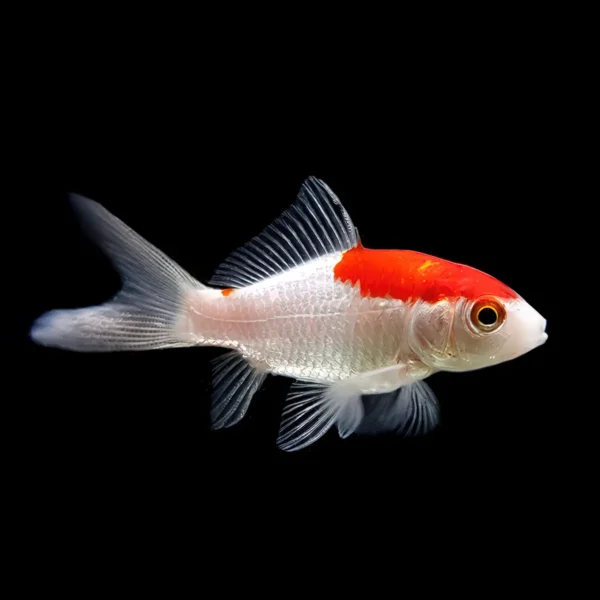 Sarasa | Carassius Auratus