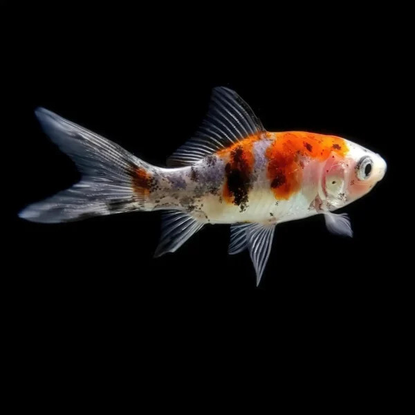 Shubunkin Carassius Auratus