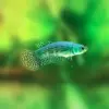 Betta Hembra Alien Hybrid nascapers.es